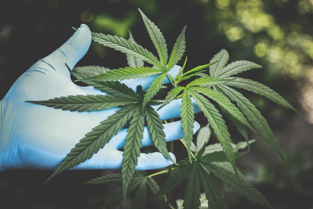 The Benefits Of Cannabis